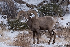 Desert Bighorn Sheep 012821 0342 3