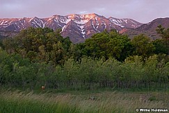 timpspringfrontdeer061108 1424