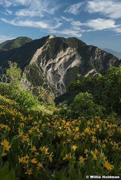 Yellow Daisies Rock Canyon 061416 5166 3