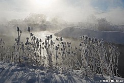 Catailsprovoriver121709 10125