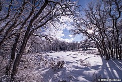 Oak Snow 022815 0016