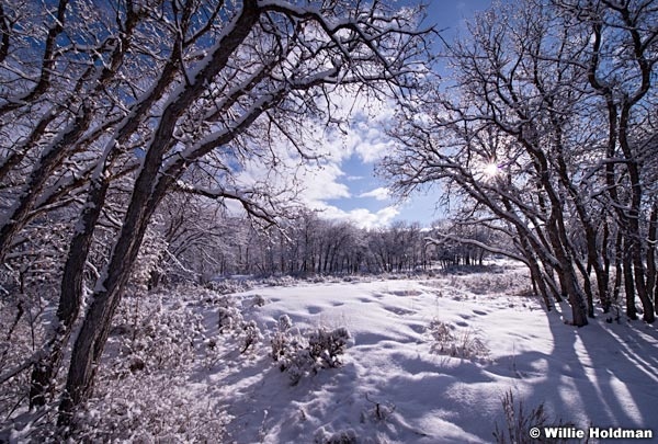 Oak Snow 022815 0016