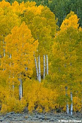 Fish Lake Aspen yellows 092024 0043