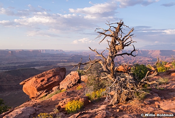 Juniper Canyonlands 060219 1924 1 of 1