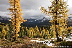 Assiniboine Larch 091915 0289