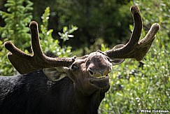 Moose Smile 2