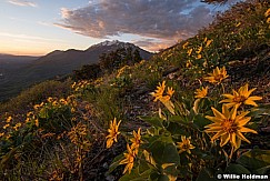 Timpanogos yellow daisies 051618 5681 4 1