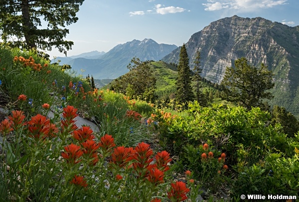 Indian Paintbrush Timp Cascade5x7.5 070217 89081