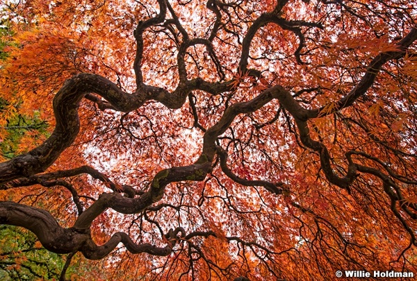 Japanese Maple 102716 7530