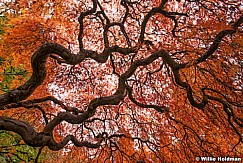 Japanese Maple 102716 7530