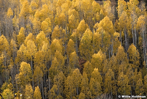 Yellow Aspens Park City 100421 9206
