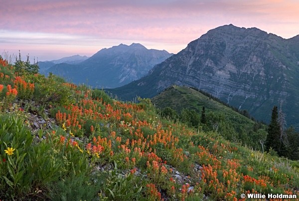 Pink Sky Wildflowers Timp 063016 3520