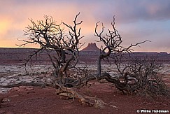 Ekker Butte Tree Canyonlands 032021 6647 4