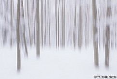Aspen Impressions Winter 031319 9891