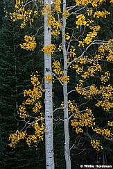 Golden Aspen Leaves 100224 1448