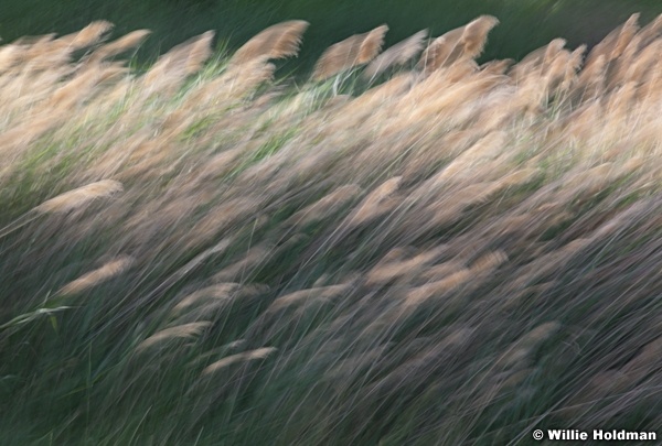 Impressionsofgrass062811 78