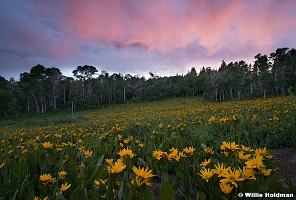 Pink Sunset Daisies 070214 9508