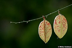 pods052007 15918