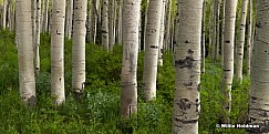 Aspen Trunks 061513