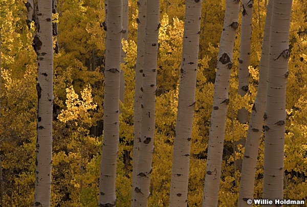 Aspens Trunks Backlit 100520 4228 4