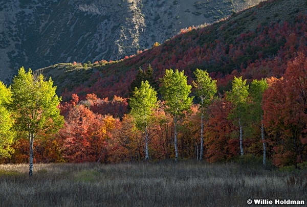 South Fork Aspen Color 092823 5840 3