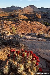 cactusbloom051510 3 2