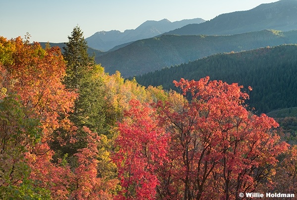 Mountain Layers Maples Timp 091425 5525