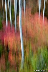 Mapleaspenabstract092611 207
