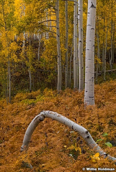 Aspen Bend 100821 1214
