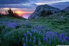 Lupine Sunrise Timpanogos 071526 5350