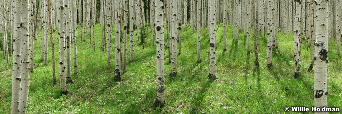 soildersummitaspens
