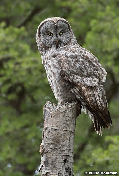 Owl 050917 6517F