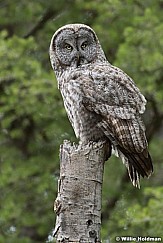 Owl 050917 6517F