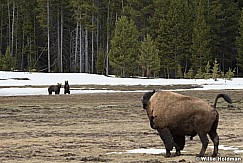 Grizzley Bear Cub 050717 3226