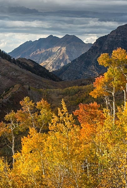 Golden Aspens Timpanogos 100216 2