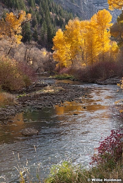 Cottonwood Trees Provo River 102512 29