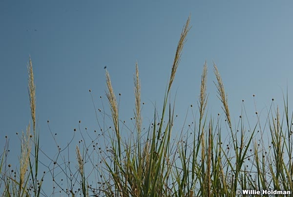 Plantswithsky092309 381