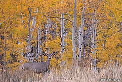 Deer Aspens 100813 0428