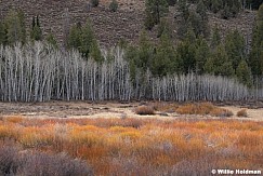 Orange Tree Timpanogos 112925 6556