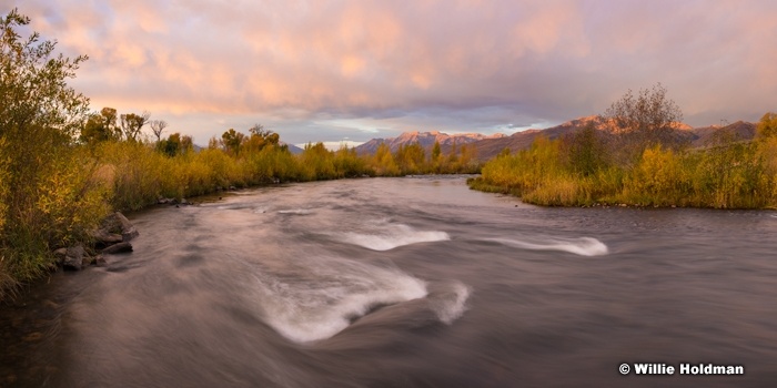 Autumn Yellows Provo River 101116 3356