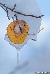 Frozen Leaf Winter Snow 102322 4580