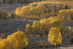 Layers of Yellow Aspens 100919 7200 2