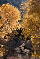 Backlit Cottonwoods Provo Canyon 110221 1963 2