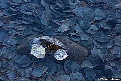 Aspen Leaves Iced 101517 2539 4