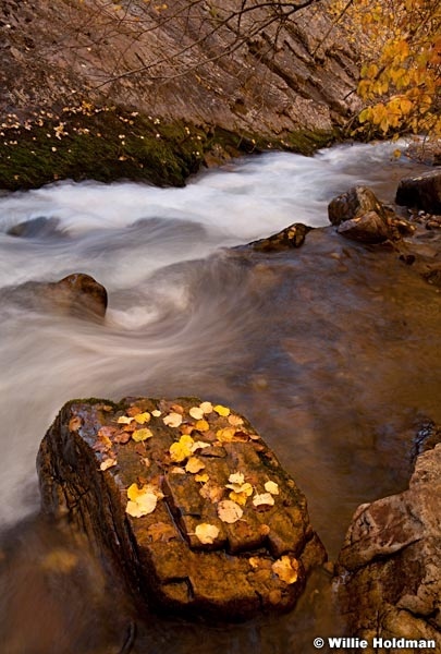 Bigcottonwoodstream102010 6442