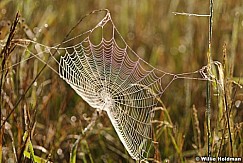 spiderweb080807 944