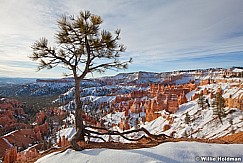 Bryce Canyon Tree Roots 032012 29