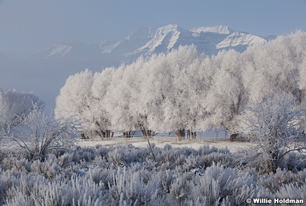 Frosty Mountains Trees 122112 293