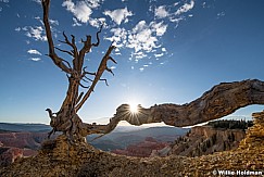 Cedar Breaks Sunburst 071820 2360 2