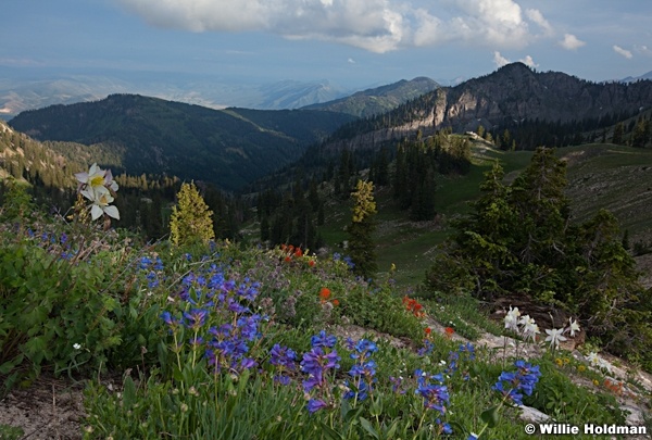 Mountain Wildflowers Wasatch 071213 5539